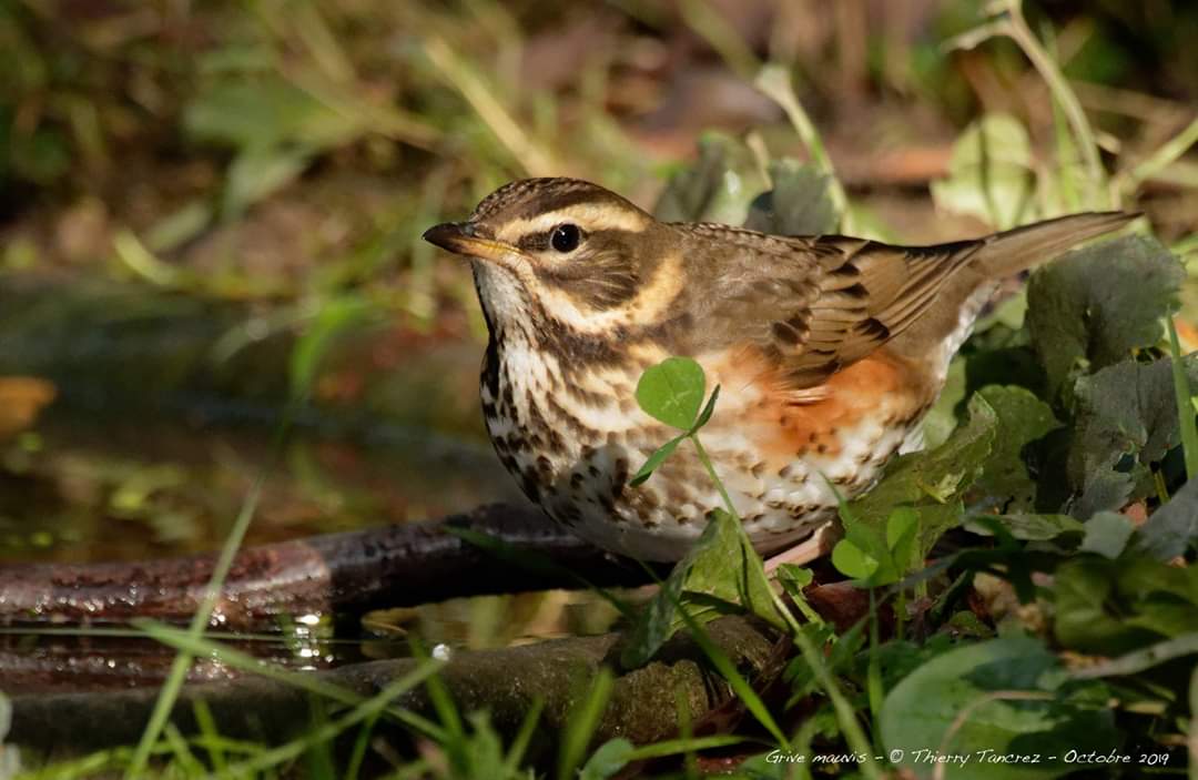 Les oiseaux de la campagne Prémesquoise